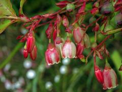 Brusnice (Vaccinium padifolium Sm.)