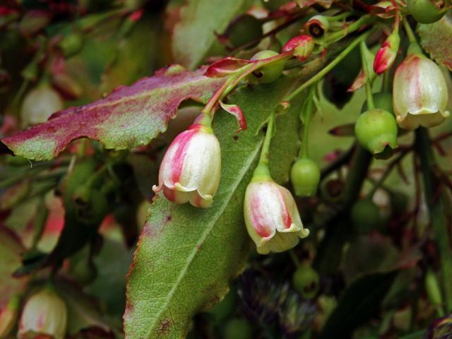 Brusnice (Vaccinium padifolium Sm.)