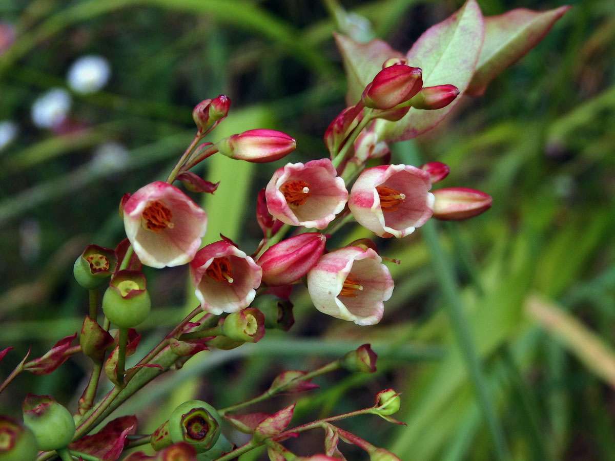 Brusnice (Vaccinium padifolium Sm.)