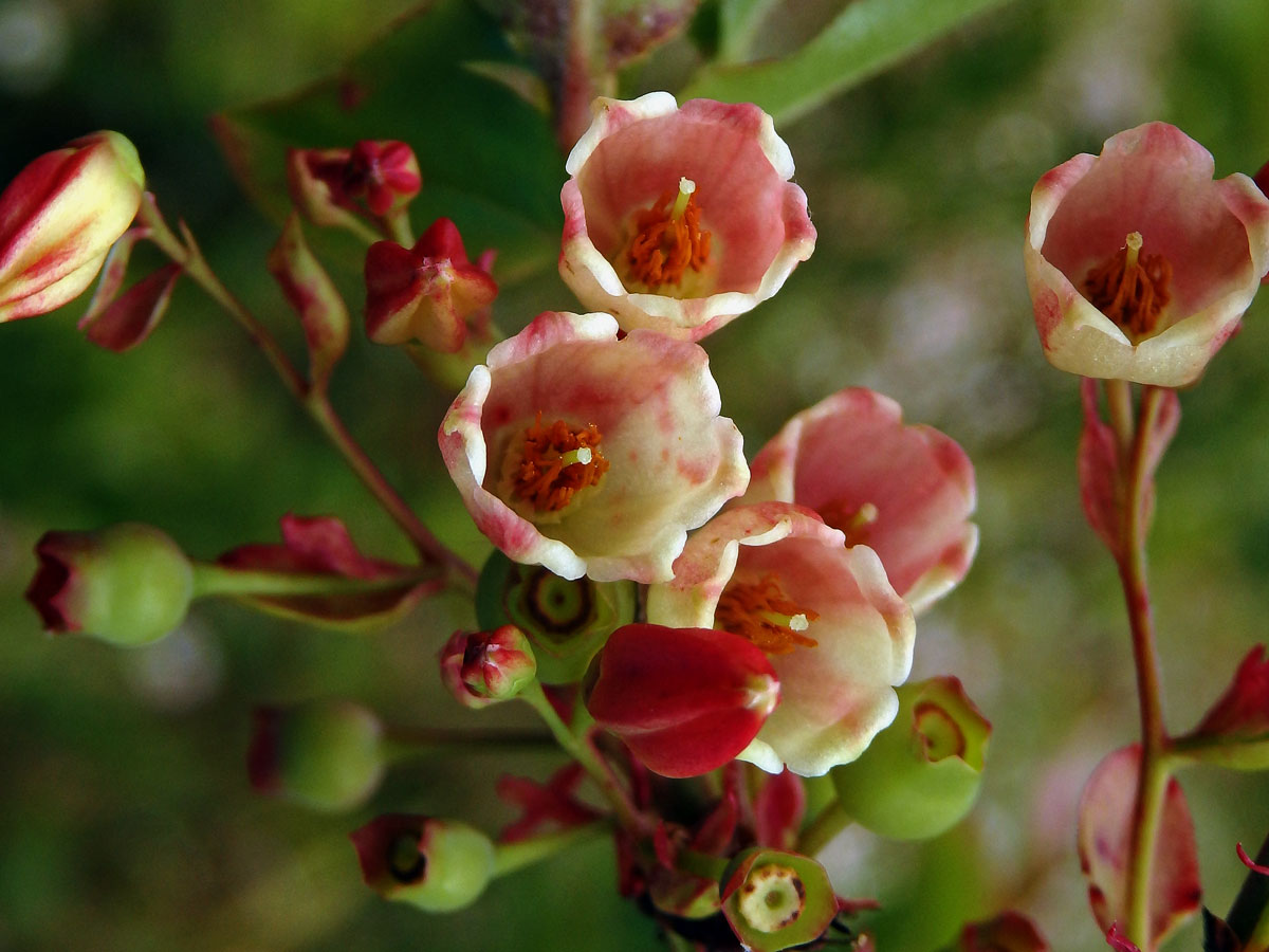 Brusnice (Vaccinium padifolium Sm.)