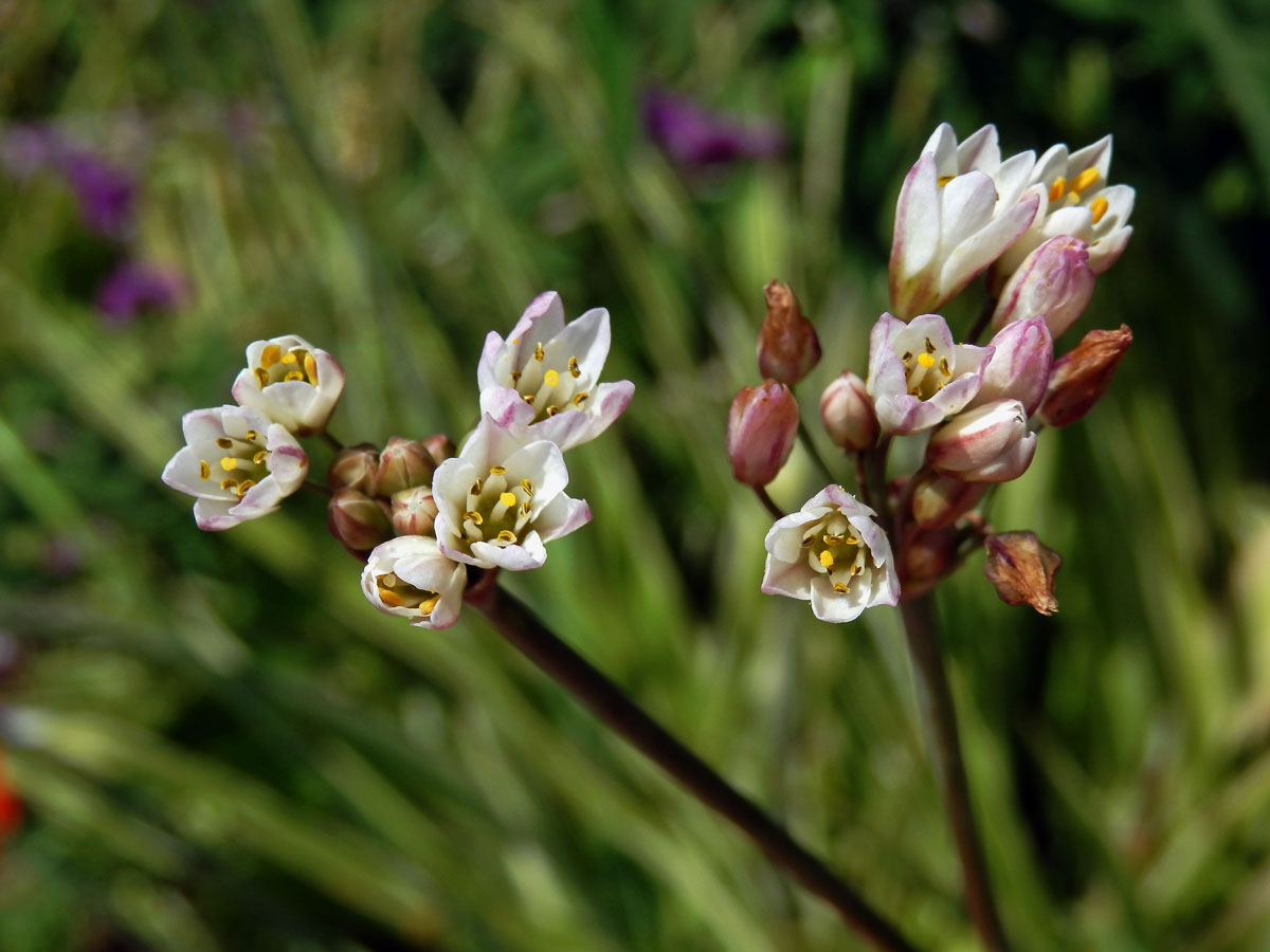 Pačesnek (Nothoscordum gracile (Aiton) Stearn)