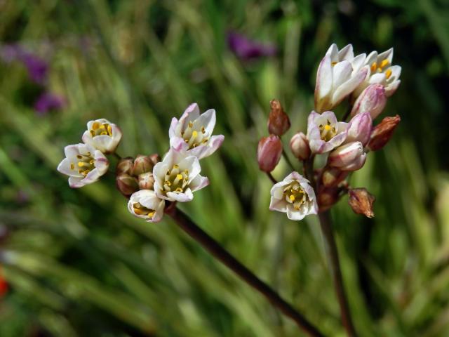 Pačesnek (Nothoscordum gracile (Aiton) Stearn)