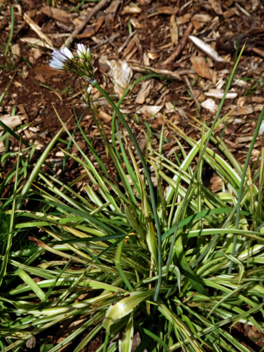 Pačesnek (Nothoscordum gracile (Aiton) Stearn)