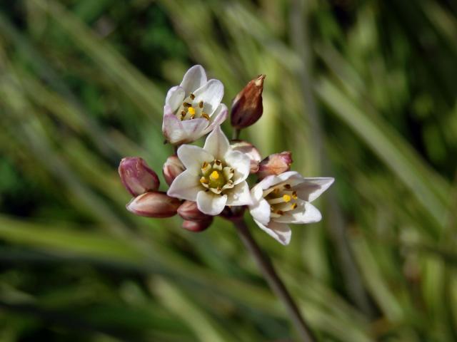 Pačesnek (Nothoscordum gracile (Aiton) Stearn)