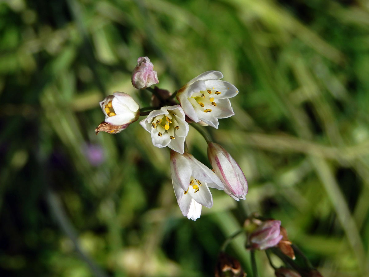 Pačesnek (Nothoscordum gracile (Aiton) Stearn)