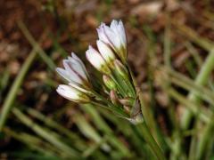 Pačesnek (Nothoscordum gracile (Aiton) Stearn)