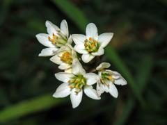 Pačesnek (Nothoscordum gracile (Aiton) Stearn)