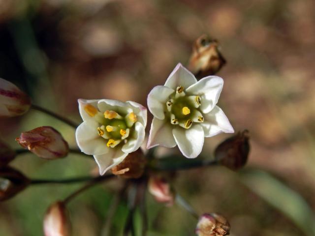 Pačesnek (Nothoscordum gracile (Aiton) Stearn)