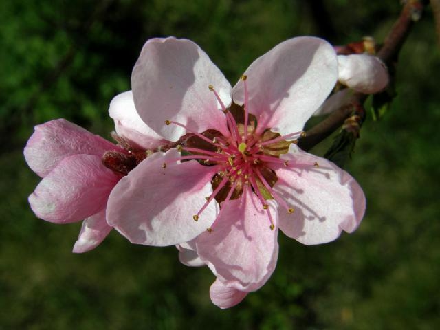 Broskvoň obecná (Prunus persica (L.) Batsch)