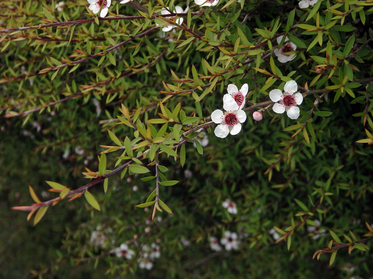 Balmín metlatý (Leptospermum scoparium J. R. & G. Forst.)