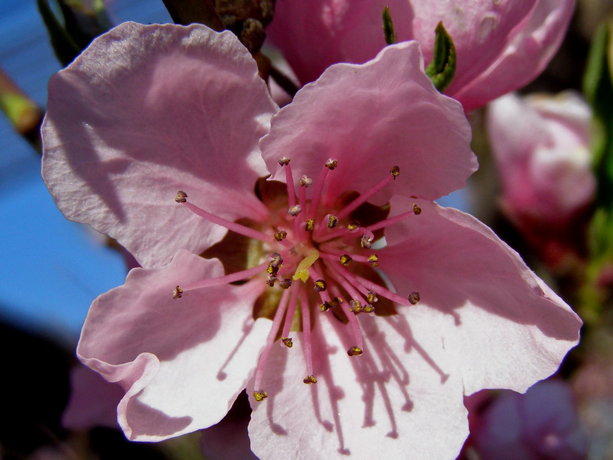 Broskvoň obecná (Prunus persica (L.) Batsch)