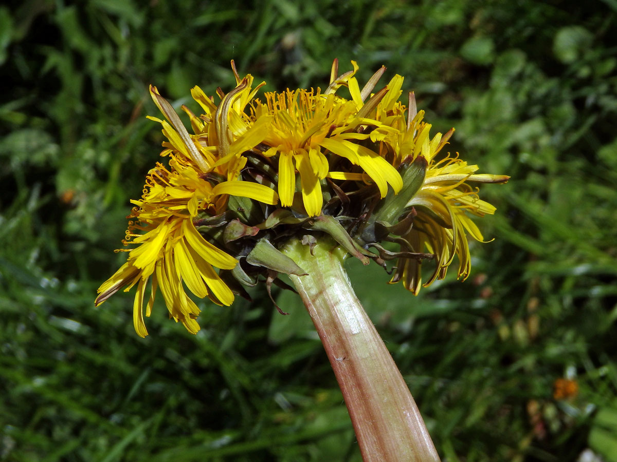 Smetánka lékařská (Teraxacum officinale L.) - fasciace stonku (21)