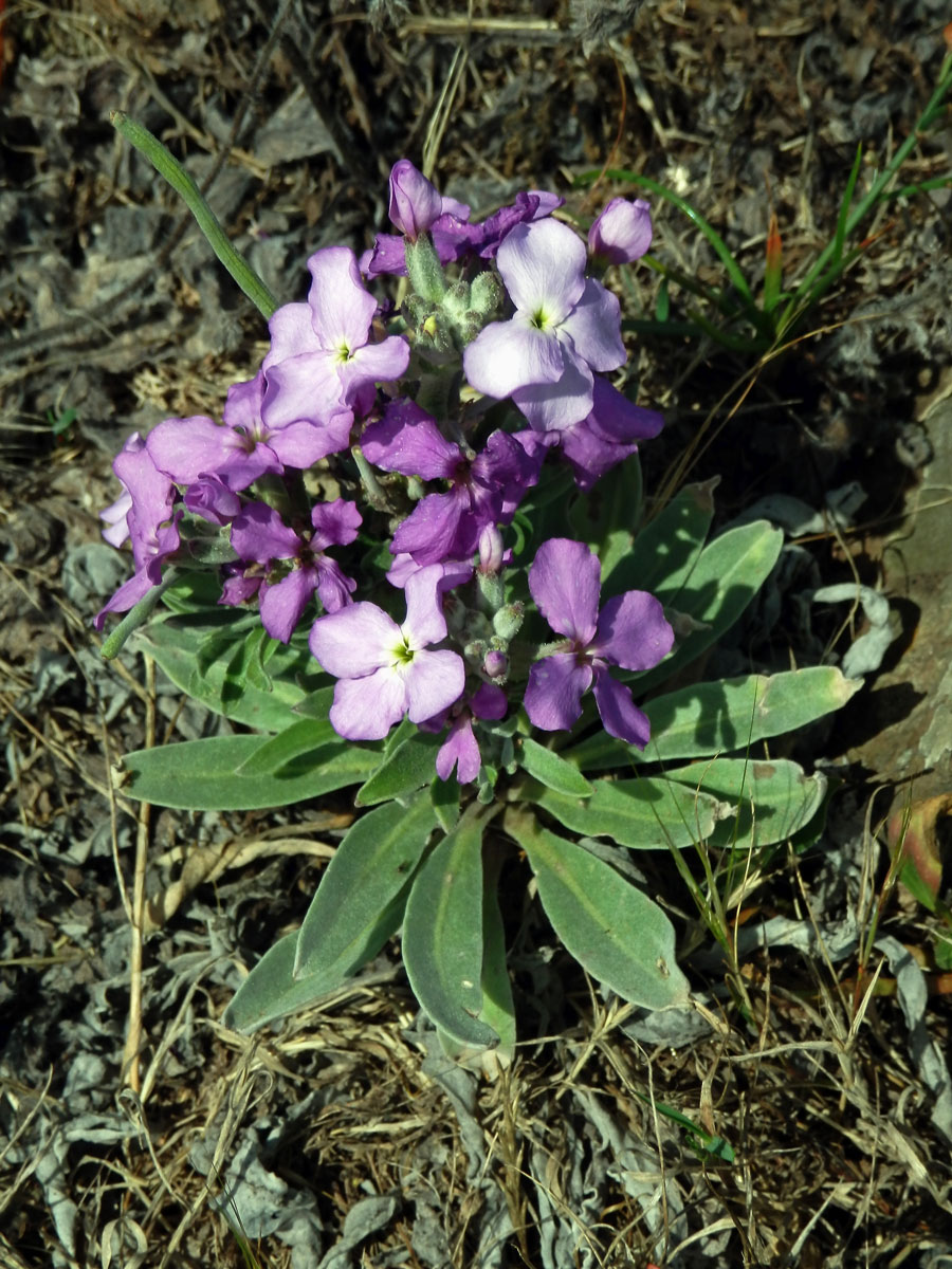 Fiala (Matthiola maderensis Lowe)