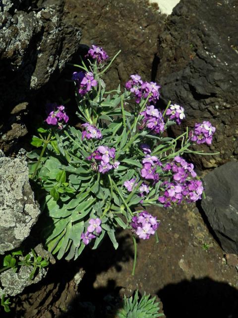 Fiala (Matthiola maderensis Lowe)