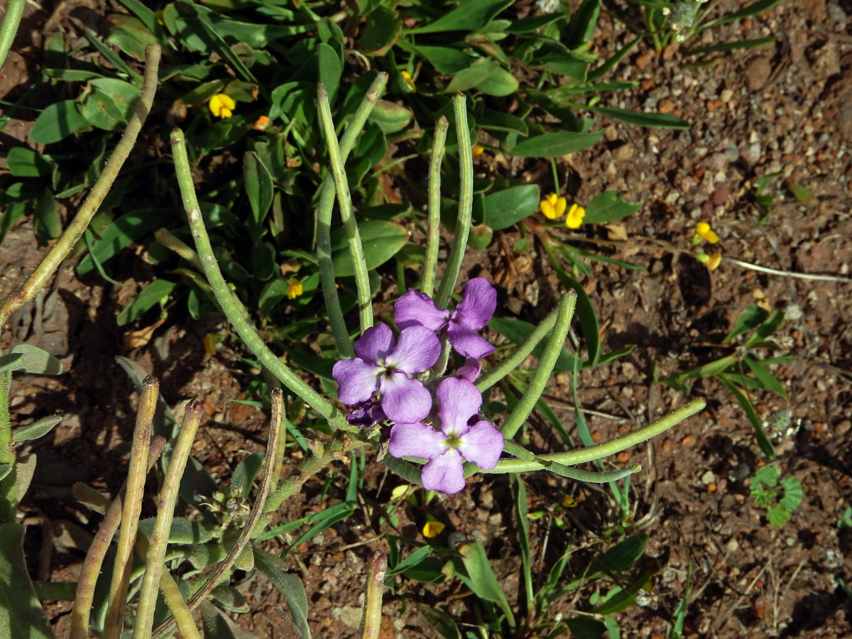 Fiala (Matthiola maderensis Lowe)