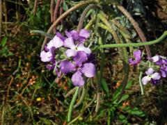 Fiala (Matthiola maderensis Lowe)