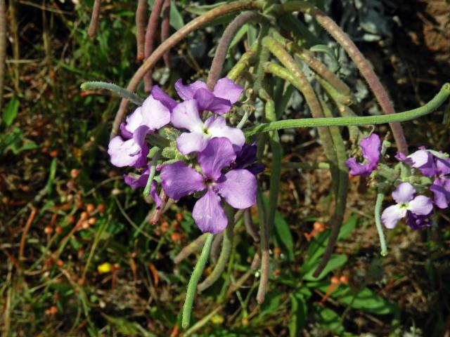 Fiala (Matthiola maderensis Lowe)