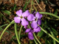 Fiala (Matthiola maderensis Lowe)