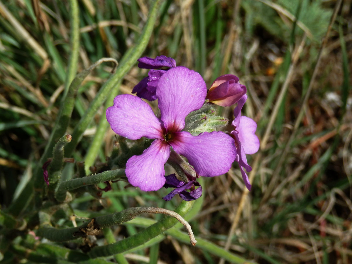 Fiala (Matthiola maderensis Lowe)