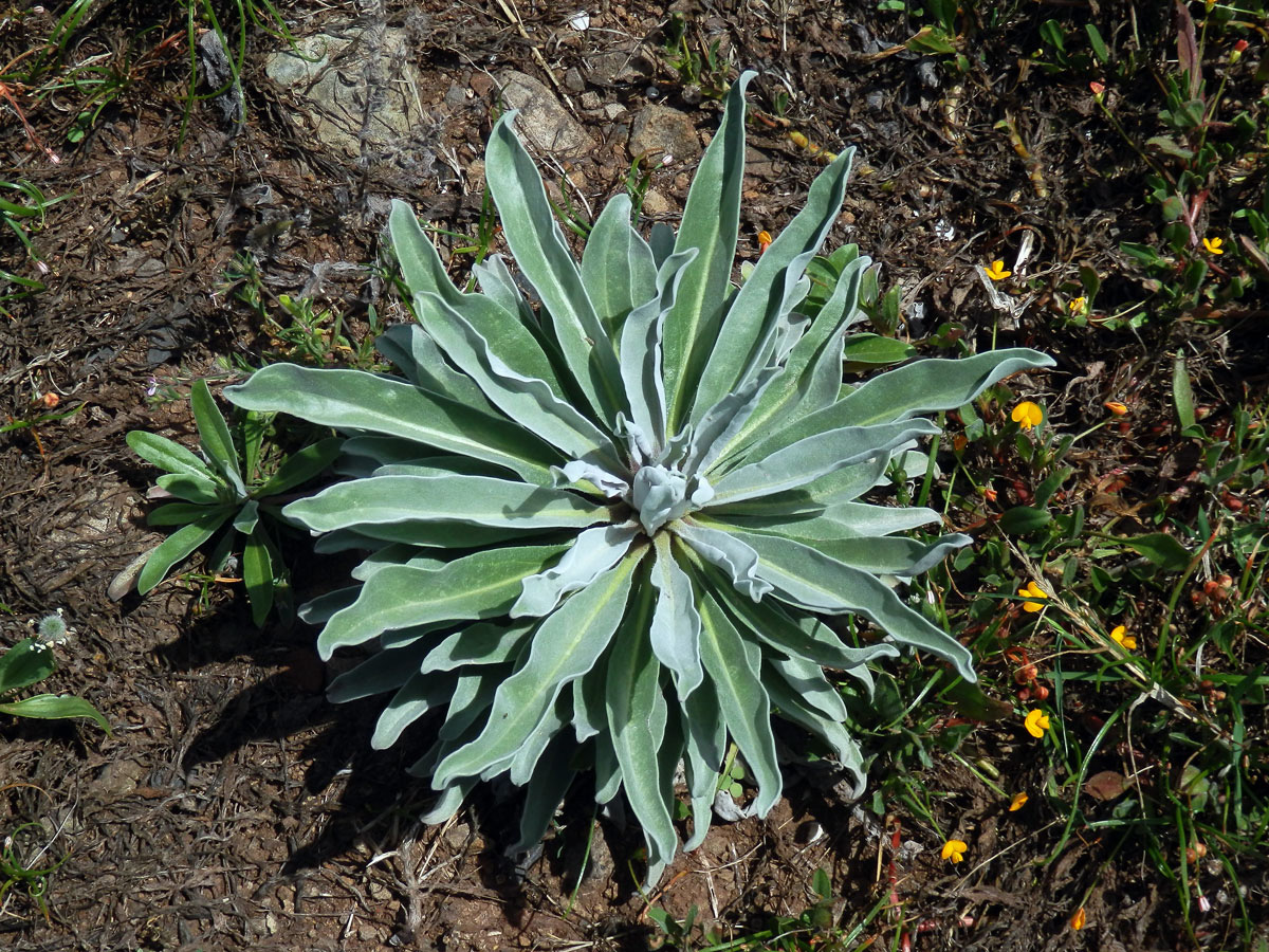 Fiala (Matthiola maderensis Lowe)