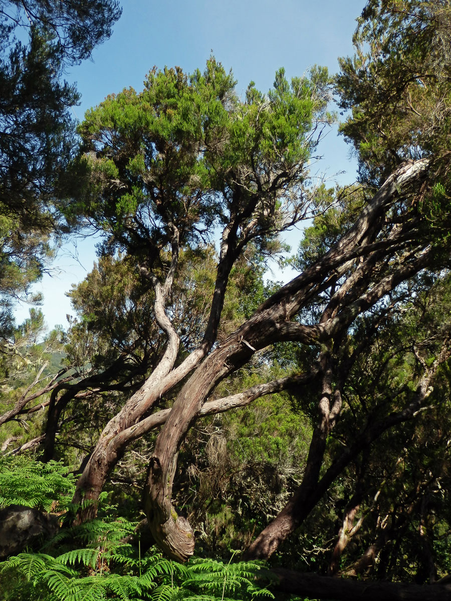 Vřesovec stromovitý (Erica arborea L.)