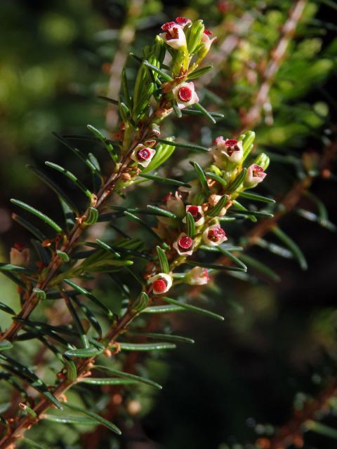 Vřesovec metlovitý (Erica scoparia subsp. maderincola D. C. McClint.)