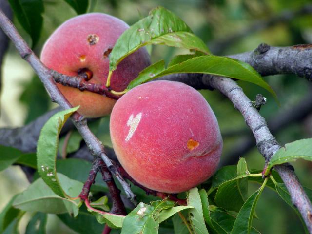 Broskvoň obecná (Prunus persica (L.) Batsch)