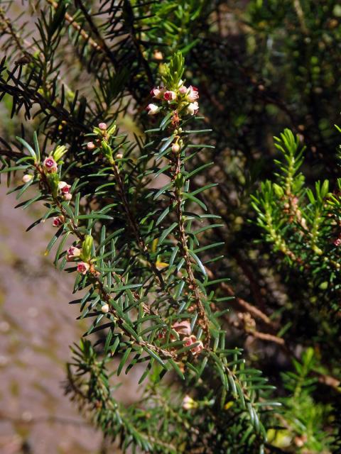 Vřesovec metlovitý (Erica scoparia subsp. maderincola D. C. McClint.)