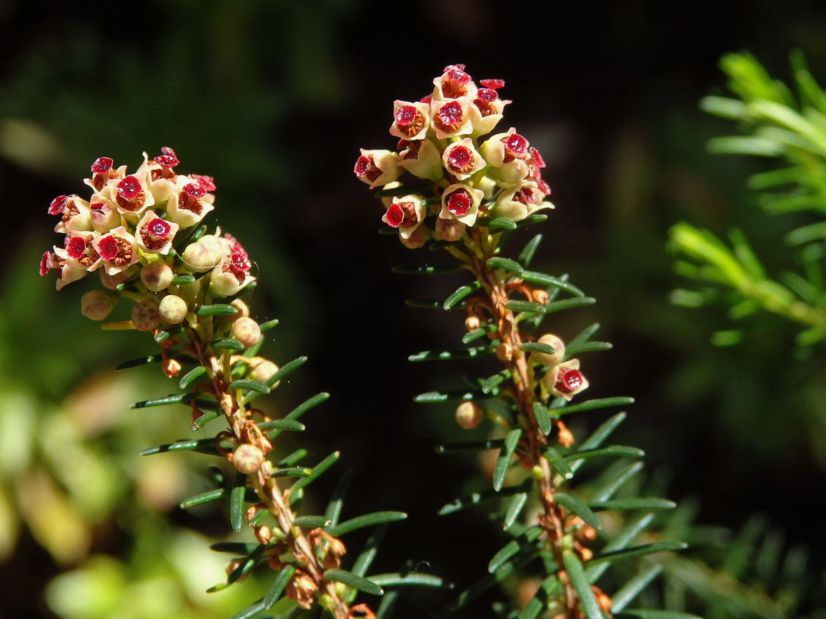 Vřesovec metlovitý (Erica scoparia subsp. maderincola D. C. McClint.)