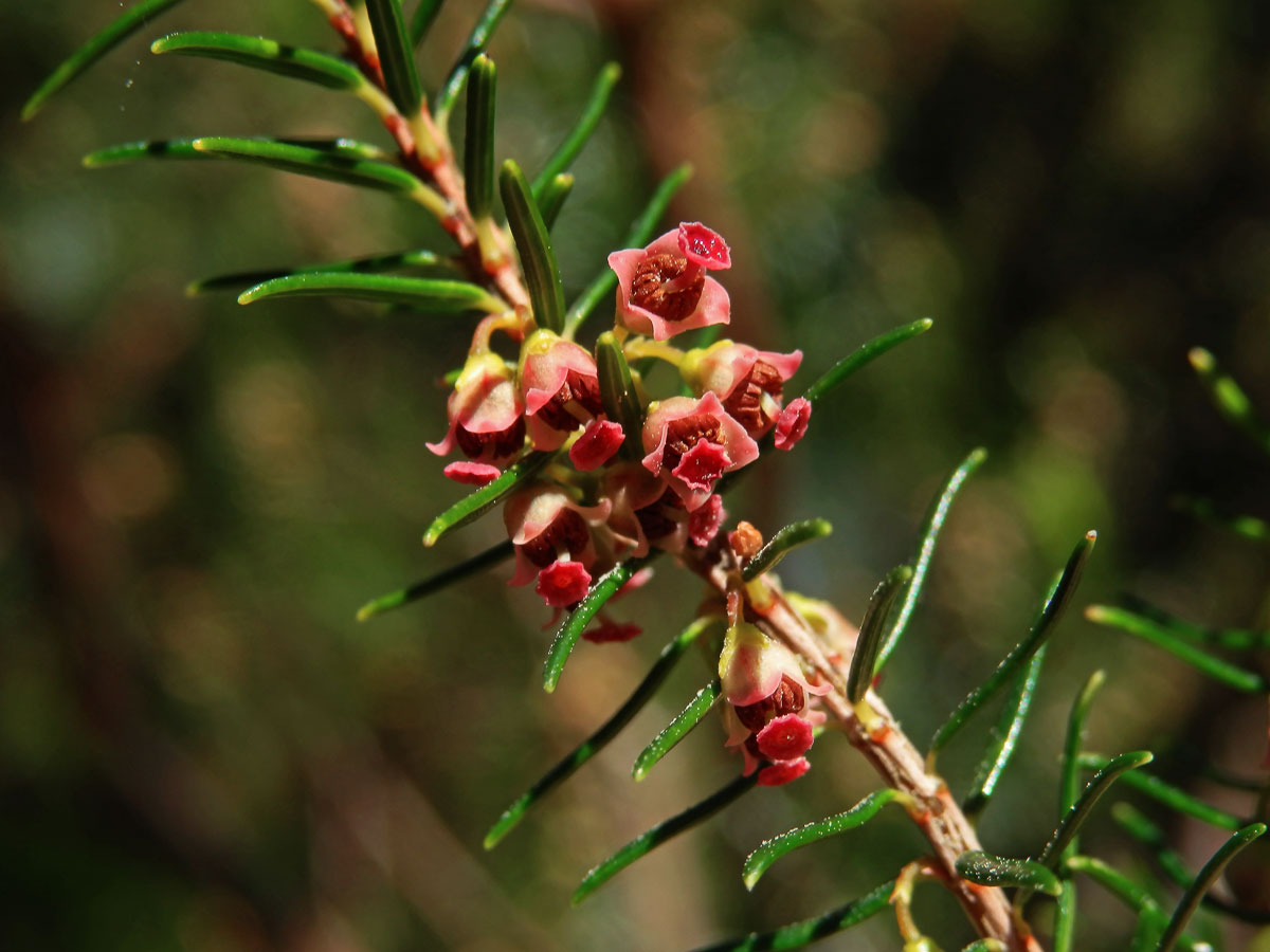 Vřesovec metlovitý (Erica scoparia subsp. maderincola D. C. McClint.)