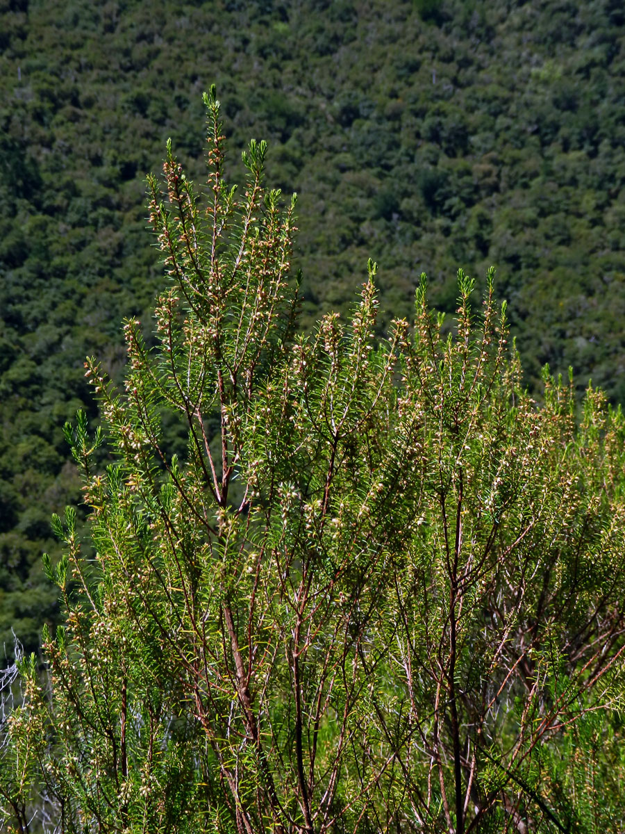 Vřesovec metlovitý (Erica scoparia subsp. maderincola D. C. McClint.)