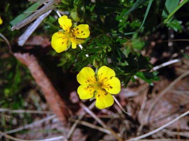 Mochna nátržník (Potentilla erecta (L.) Rauschel) s pětičetným květem (7)