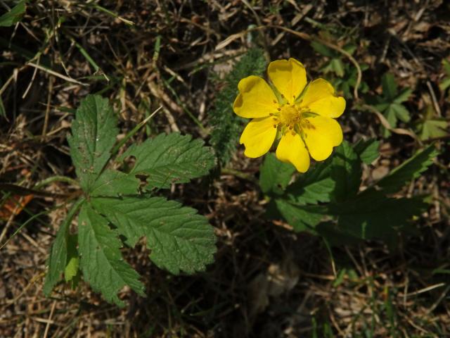 Mochna plazivá (Potentilla reptans L.) s šestičetným květem (6a)