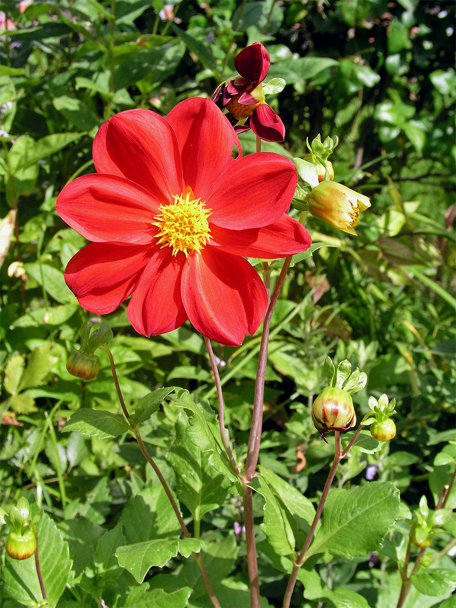 Jiřina zahradní (Dahlia pinnata Cav.)