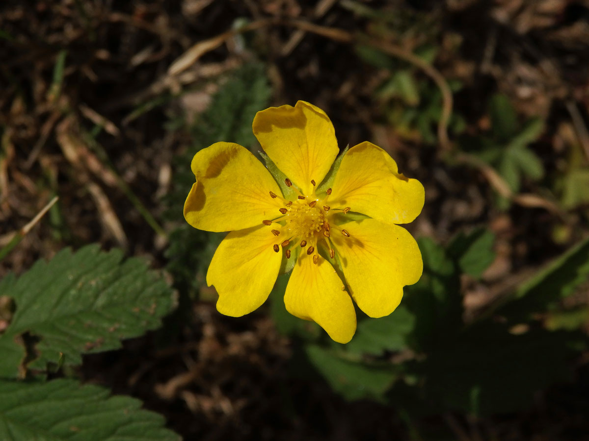 Mochna plazivá (Potentilla reptans L.) s šestičetným květem (6b)