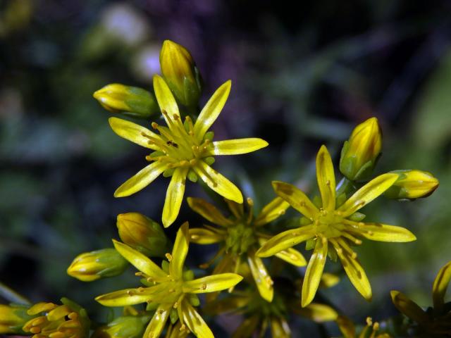 Rozchodník skalní (Sedum reflexum L.) se sedmičetným květem