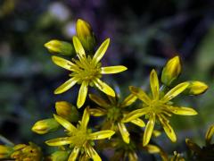 Rozchodník skalní (Sedum reflexum L.) se sedmičetným květem