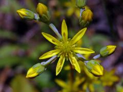 Rozchodník skalní (Sedum reflexum L.) se sedmičetným květem