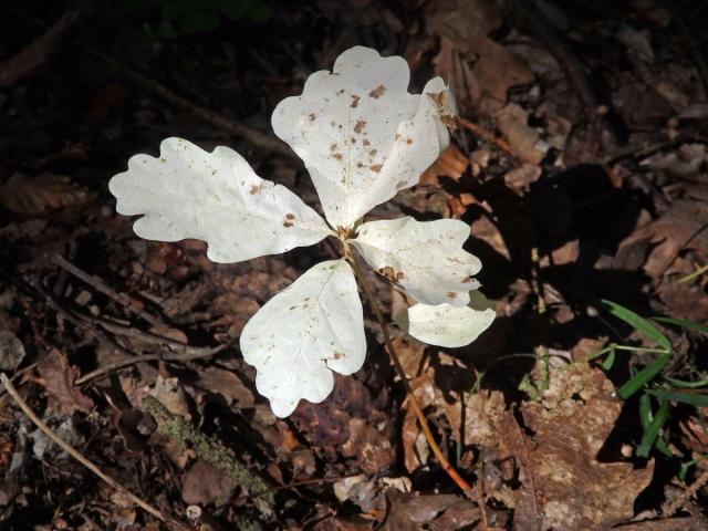 Dub letní (Quercus robur L.) - roční semenáček albín (4a)