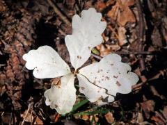 Dub letní (Quercus robur L.) - roční semenáček albín (4b)