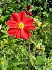 Jiřina zahradní (Dahlia pinnata Cav.)