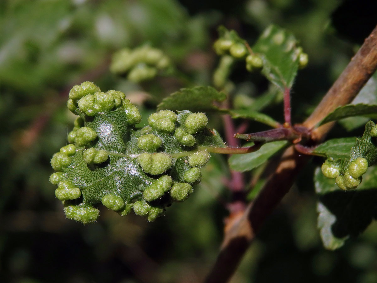 Hálky vlnovníka trnkového Eriophyes similis, slivoň trnka