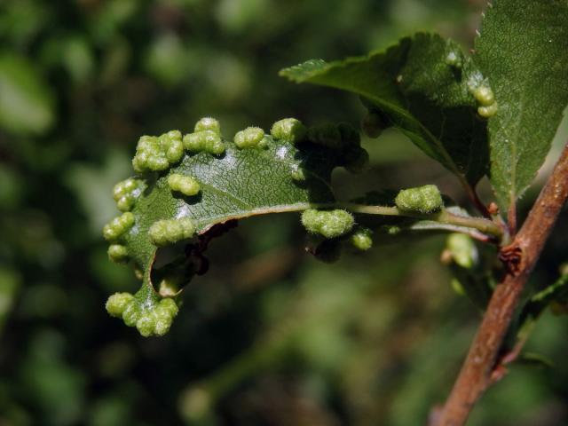 Hálky vlnovníka trnkového Eriophyes similis, slivoň trnka