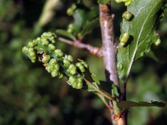 Hálky vlnovníka trnkového Eriophyes similis, slivoň trnka