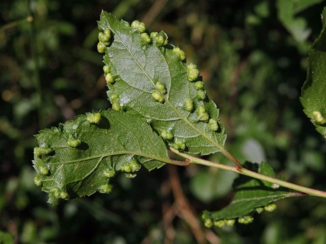 Hálky vlnovníka trnkového Eriophyes similis, slivoň trnka