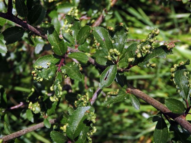 Hálky vlnovníka trnkového Eriophyes similis, slivoň trnka