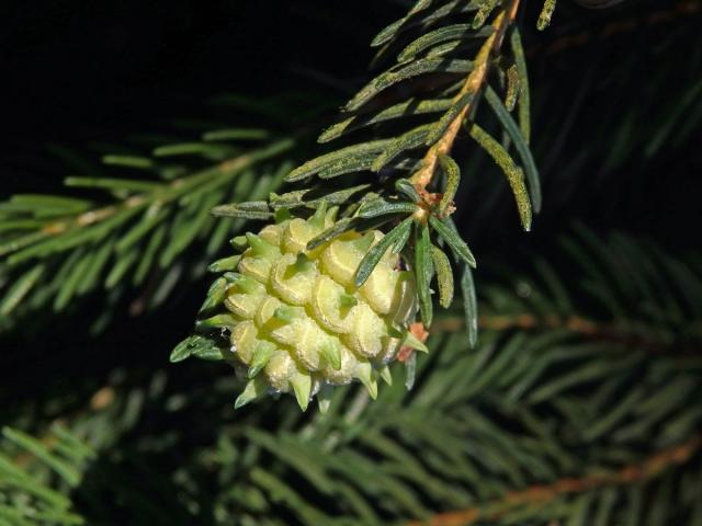 Hálky korovnice pupenové (Adelges lacricis), smrk ztepilý