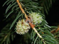 Hálky korovnice pupenové (Adelges lacricis), smrk ztepilý