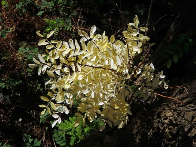 Trnovník akát (Robinia pseudoacacia L.) bez chlorofylu