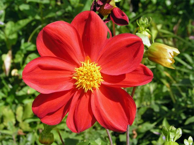 Jiřina zahradní (Dahlia pinnata Cav.)